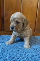 Mini Golden Retriever, a female Golden Retriever for sale in Lowville, NY – Photo 4 of 5