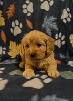 Mini Golden Retriever, a female Golden Retriever for sale in Lowville, NY – Photo 2 of 5