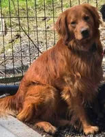 Finn, a male Golden Retriever for sale in Lowville, NY – 3 of 3