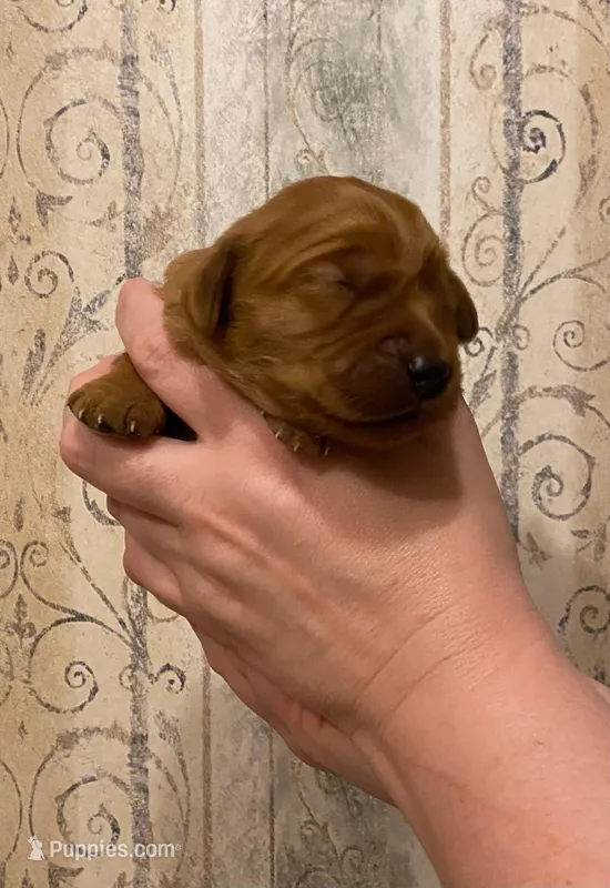 AKC Robin – Golden Retriever puppy on hold in Lowville, NY