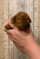 AKC Robin, a female Golden Retriever for sale in Lowville, NY – Photo 1 of 3