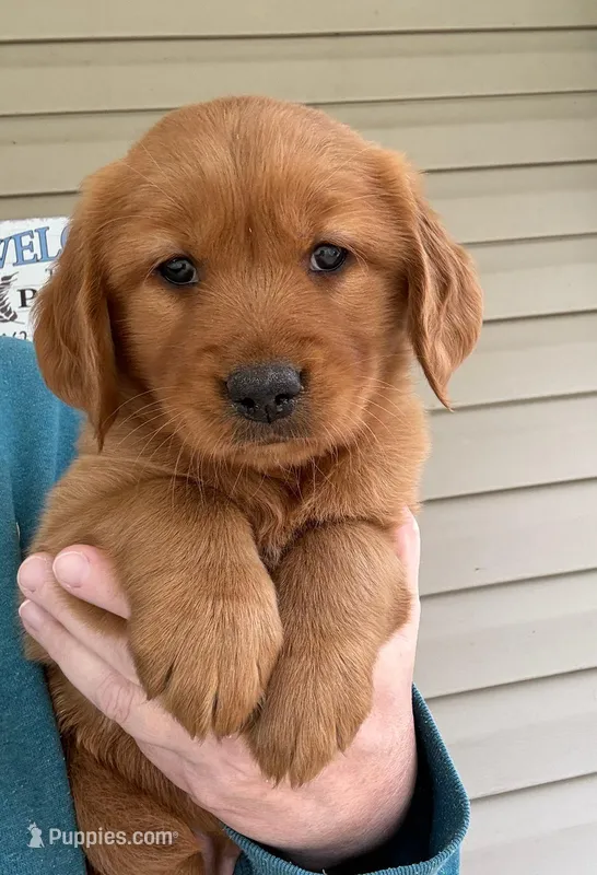 AKC Robin – Golden Retriever puppy on hold in Lowville, NY