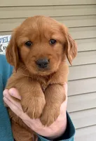 AKC Robin, a female Golden Retriever for sale in Lowville, NY – 1 of 3