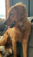 River, a male Golden Retriever for sale in Lowville, NY – 3 of 4