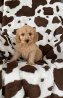 Snowflake , a female Goldendoodle for sale in Lowville, NY – Photo 4 of 4