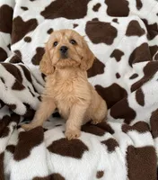 Snowflake , a female Goldendoodle for sale in Lowville, NY – Photo 3 of 4