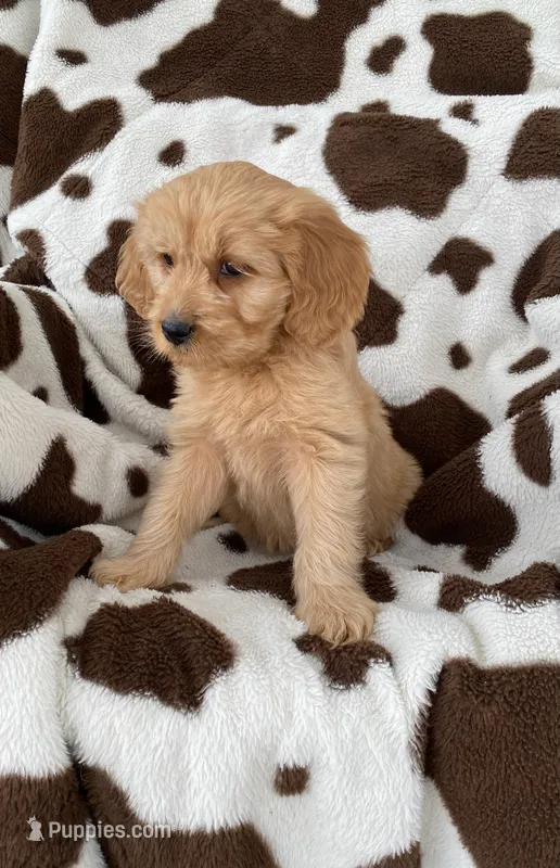 Snowflake  – Goldendoodle puppy for sale in Lowville, NY