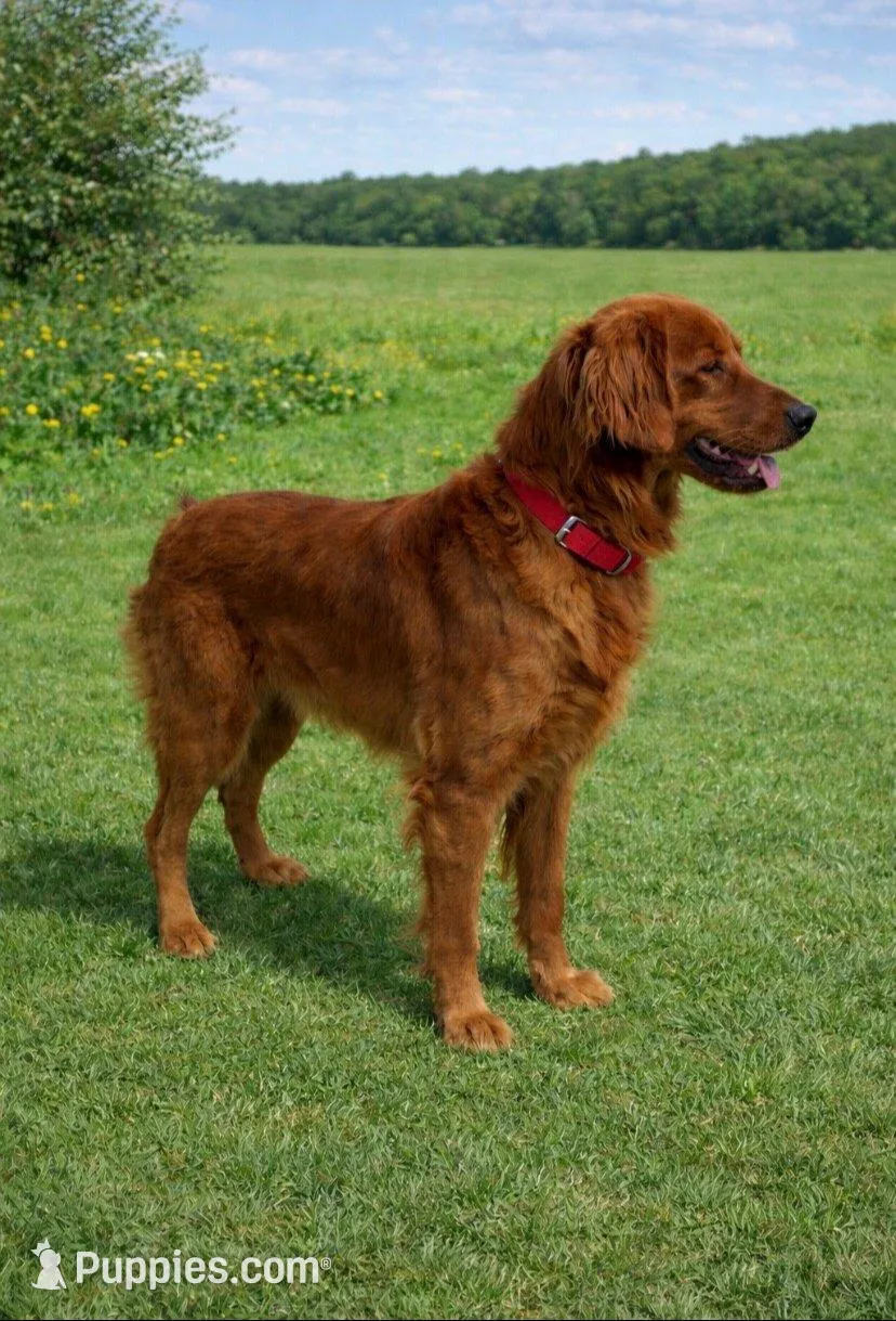AKC Robin, a female Golden Retriever for sale in Lowville, NY – Photo 3 of 3