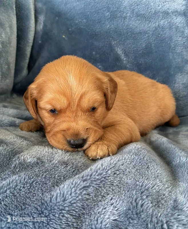 River AKC Health Tested – Golden Retriever puppy for sale in Lowville, NY
