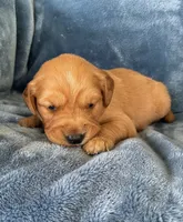 River AKC Health Tested, a male Golden Retriever for sale in Lowville, NY – 1 of 3