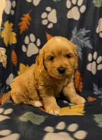 Blizzard, a male Miniature Goldendoodle for sale in Lowville, NY – Photo 2 of 5