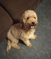 Blizzard, a male Miniature Goldendoodle for sale in Lowville, NY – Photo 5 of 5