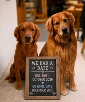 UPCOMING Dark Red AKC, a  Golden Retriever for sale in Lowville, NY – 1 of 1