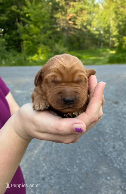 Finn – Golden Retriever puppy for sale in Lowville, NY