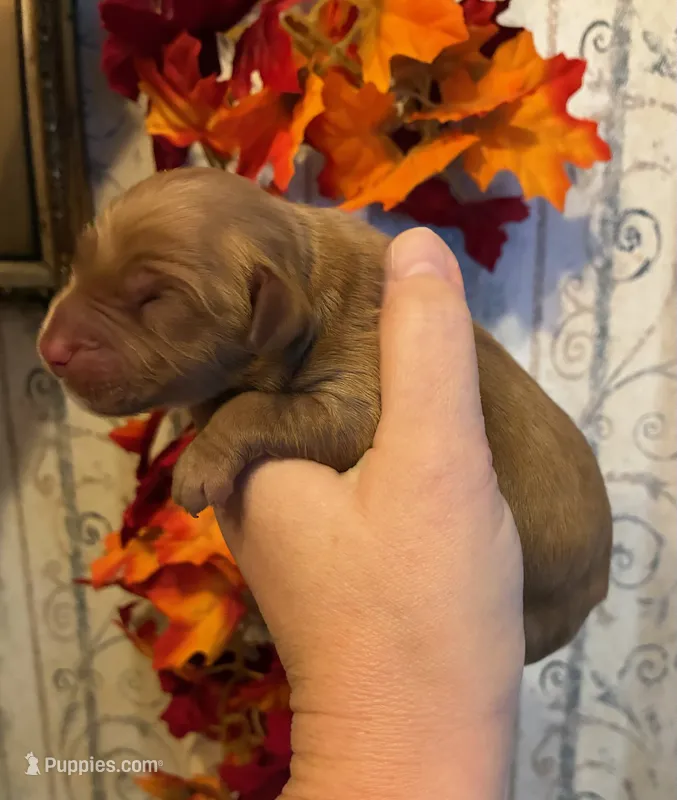 AKC Dark Red – Golden Retriever puppy for sale in Lowville, NY