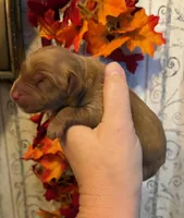 AKC Dark Red, a female Golden Retriever for sale in Lowville, NY – 1 of 2