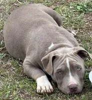 Xena, a female American Bully for sale in Hephzibah, GA – Photo 9 of 9