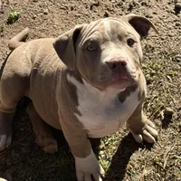 Xena, a female American Bully for sale in Hephzibah, GA – Photo 2 of 2