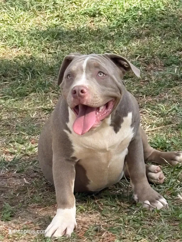 Xena – American Bully puppy for sale in Hephzibah, GA