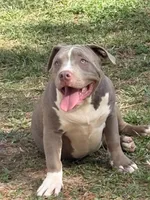 Xena, a female American Bully for sale in Hephzibah, GA – Photo 1 of 9