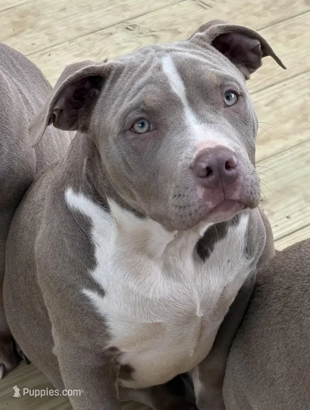 Xena – American Bully puppy for sale in Hephzibah, GA