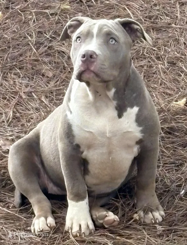 Xena – American Bully puppy for sale in Hephzibah, GA