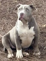 Xena, a female American Bully for sale in Hephzibah, GA – Photo 2 of 9