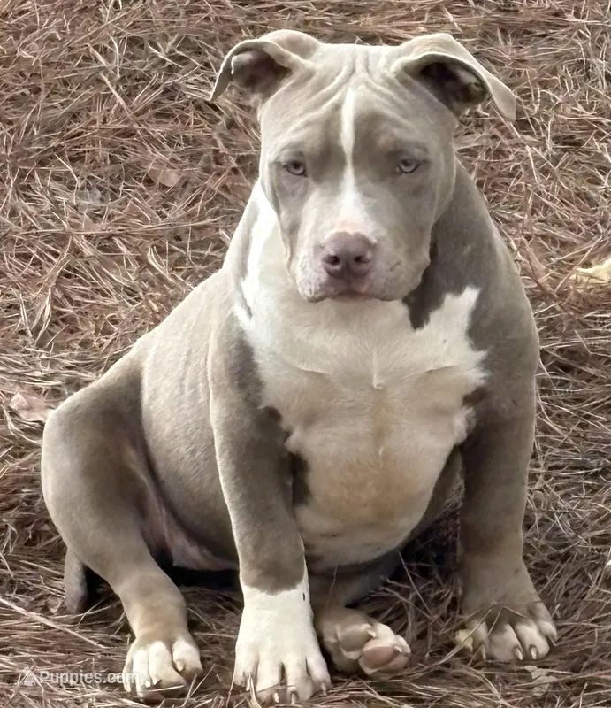 Xena – American Bully puppy for sale in Hephzibah, GA