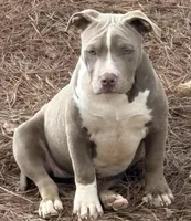Xena, a female American Bully for sale in Hephzibah, GA – Photo 4 of 9