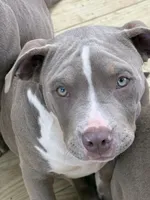 Xena, a female American Bully for sale in Hephzibah, GA – Photo 7 of 9