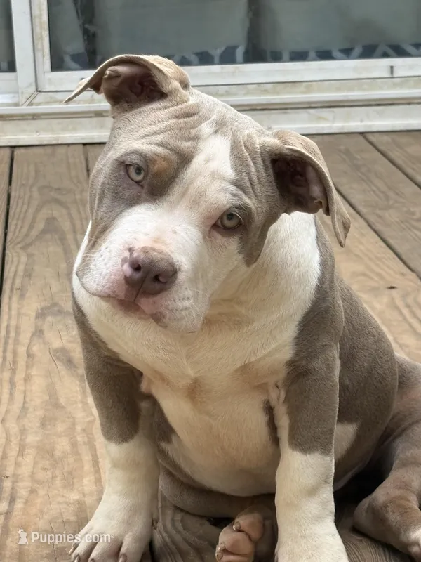 Ace – American Bully puppy for sale in Hephzibah, GA