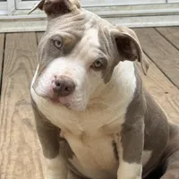 Ace, a male American Bully for sale in Hephzibah, GA – Photo 2 of 3
