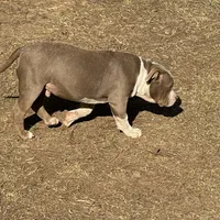 Ace, a male American Bully for sale in Hephzibah, GA – Photo 3 of 3