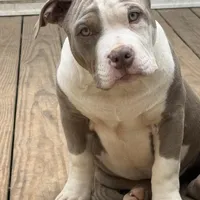 Ace, a male American Bully for sale in Hephzibah, GA – Photo 1 of 3