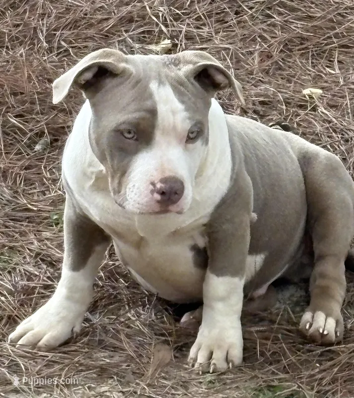 Ace – American Bully puppy for sale in Hephzibah, GA
