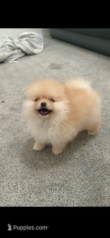 tiffany – Pomeranian puppy for sale in Los Angeles, CA