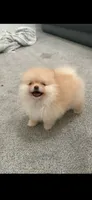 tiffany, a female Pomeranian for sale in Los Angeles, CA – 1 of 1