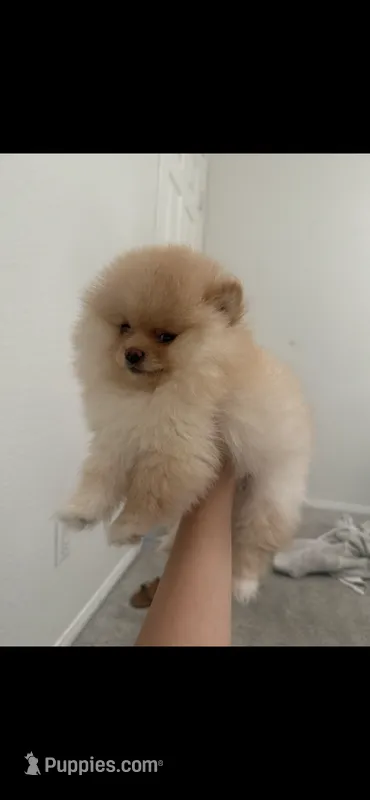 bella – Pomeranian puppy for sale in Los Angeles, CA