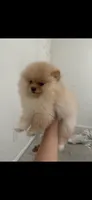 bella, a female Pomeranian for sale in Los Angeles, CA – 1 of 1