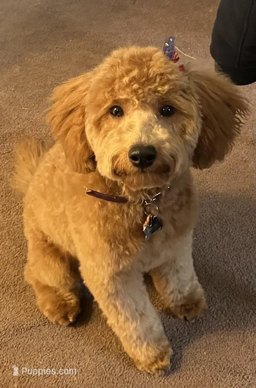 Gigi – Miniature Goldendoodle puppy for sale in Ridley Park, PA