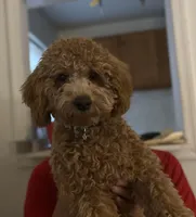 Gigi, a female Miniature Goldendoodle for sale in Ridley Park, PA – Photo 2 of 2