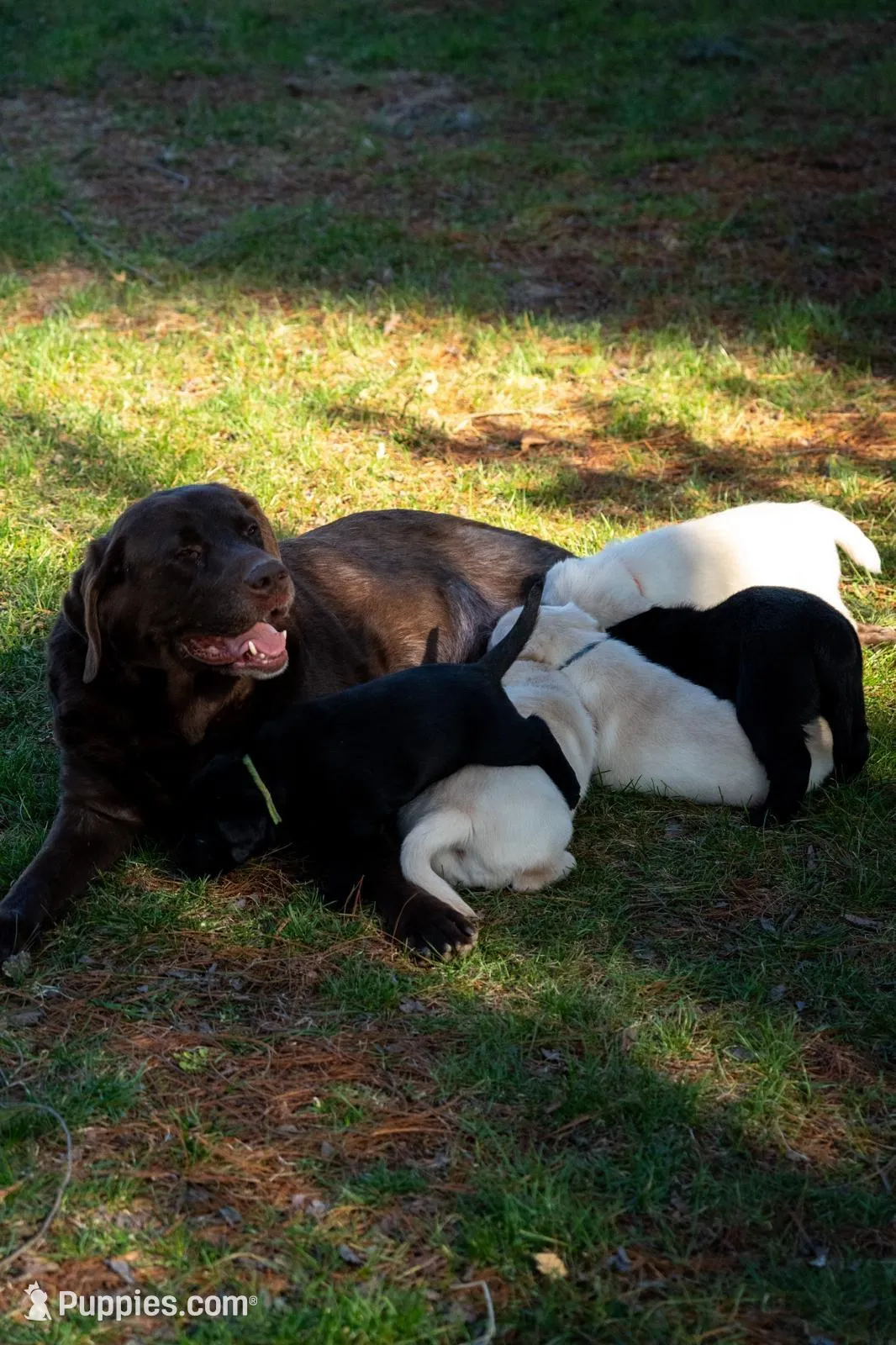 Blue Collar , a male Labrador Retriever for sale in Muscoda, WI – Photo 3 of 4