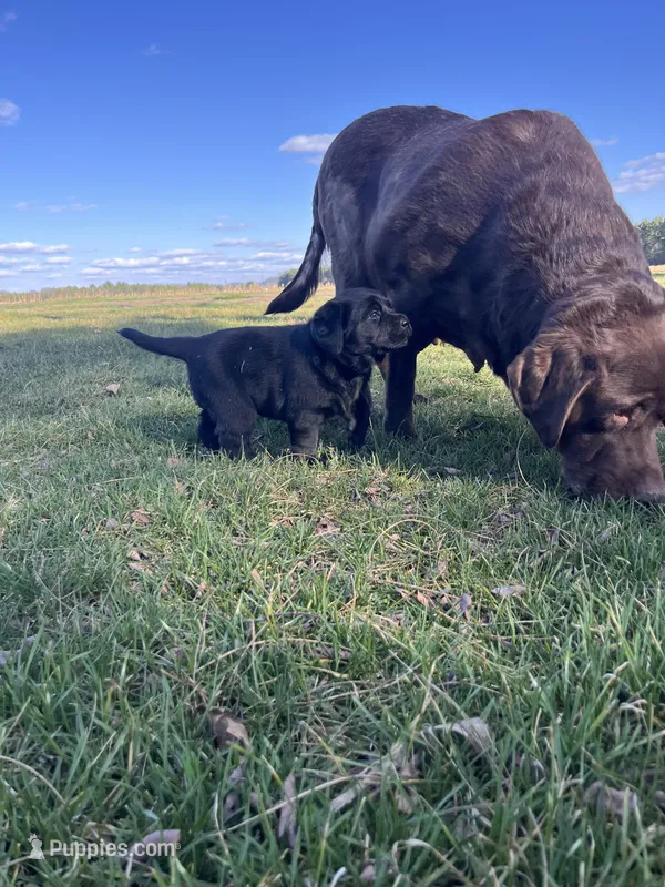 Brown Collar  – Labrador Retriever puppy for sale in Muscoda, WI