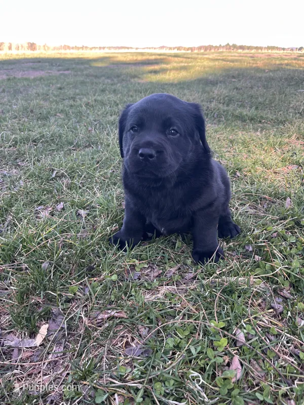 Brown Collar  – Labrador Retriever puppy for sale in Muscoda, WI
