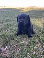 Brown Collar , a male Labrador Retriever for sale in Muscoda, WI – Photo 1 of 6