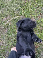 Brown Collar , a male Labrador Retriever for sale in Muscoda, WI – Photo 4 of 6