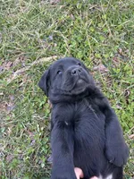 Brown Collar , a male Labrador Retriever for sale in Muscoda, WI – Photo 3 of 6