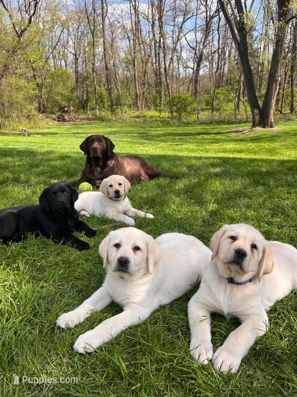 Orange Collar  – Labrador Retriever puppy for sale in Muscoda, WI