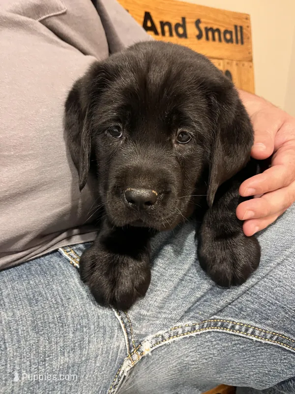 Red Collar  – Labrador Retriever puppy for sale in Muscoda, WI
