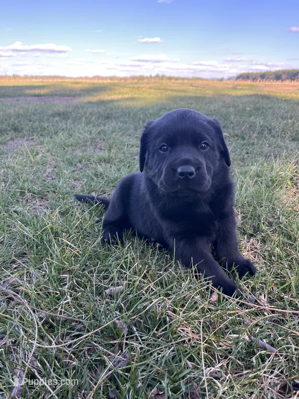 Red Collar  – Labrador Retriever puppy for sale in Muscoda, WI